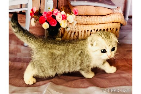 成約済の福岡県のスコティッシュフォールド(折れ耳)-91313の8枚目