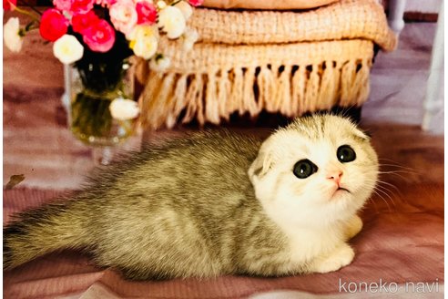 成約済の福岡県のスコティッシュフォールド(折れ耳)-91313の10枚目