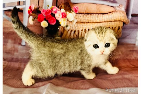 成約済の福岡県のスコティッシュフォールド(折れ耳)-91313の9枚目