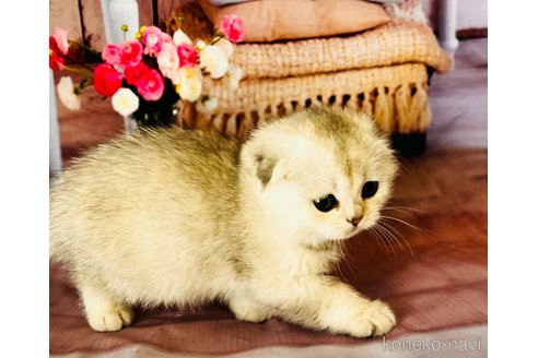 成約済の福岡県のスコティッシュフォールド(折れ耳)-91314の10枚目