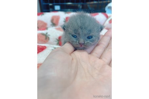 成約済の広島県のスコティッシュフォールド-91318の5枚目