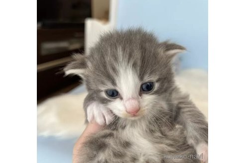成約済の神奈川県のノルウェージャンフォレストキャット-91345の7枚目