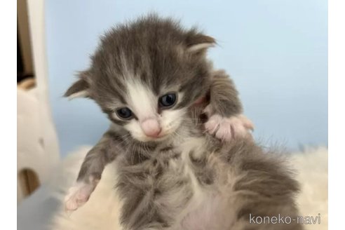 成約済の神奈川県のノルウェージャンフォレストキャット-91345の8枚目