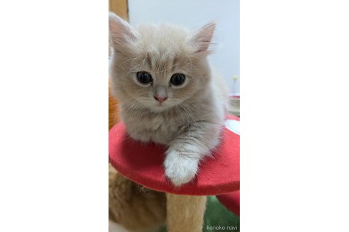 成約済の広島県のマンチカン(短足)-87725の2枚目