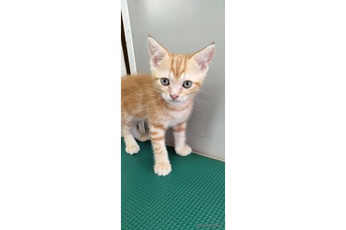 成約済の埼玉県のスコティッシュフォールド-91350の2枚目