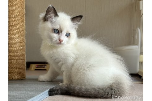 成約済の千葉県のラグドール-88157の3枚目