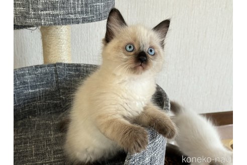 成約済の千葉県のラグドール-87620の2枚目