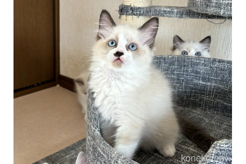 成約済の千葉県のラグドール-87618の1枚目