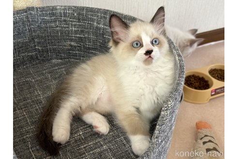 成約済の千葉県のラグドール-87618の3枚目