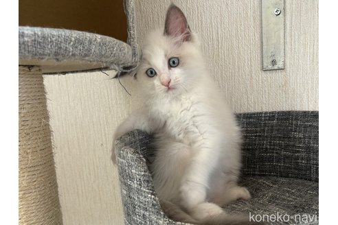 成約済の千葉県のラグドール-87617の1枚目