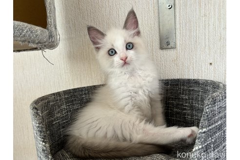 成約済の千葉県のラグドール-87617の4枚目
