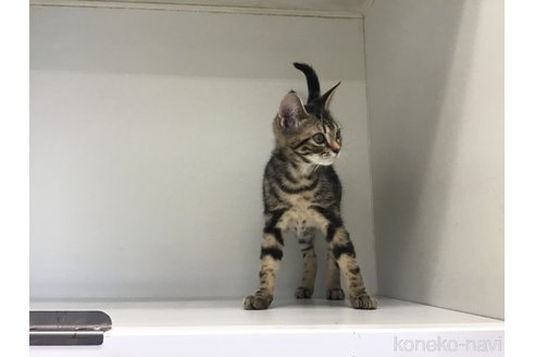 成約済の山形県のアメリカンショートヘア-78059の4枚目