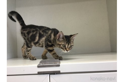 成約済の山形県のアメリカンショートヘア-78059の2枚目