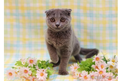成約済の東京都のスコティッシュフォールド(折れ耳)-85704の5枚目