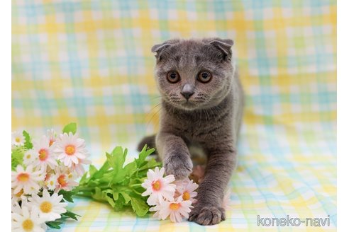 成約済の東京都のスコティッシュフォールド(折れ耳)-85704の3枚目