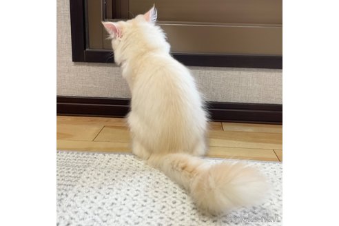 成約済の愛知県のミヌエット-82304の30枚目