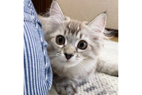 成約済の愛知県のミヌエット-82303の6枚目