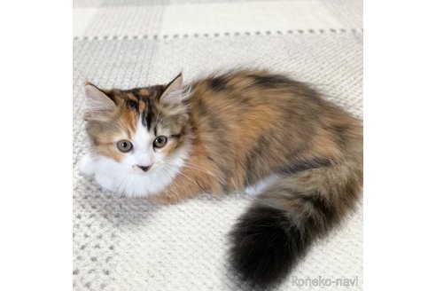 成約済の愛知県のミヌエット-82301の16枚目