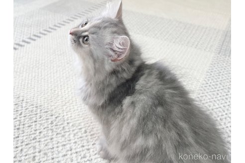 成約済の愛知県のミヌエット-85374の4枚目