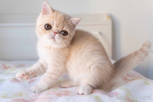 成約済の東京都のエキゾチックショートヘア-88725の9枚目