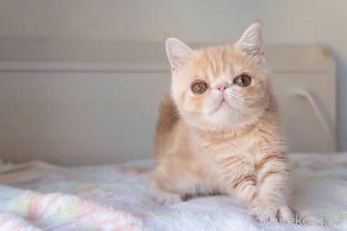 エキゾチックショートヘア♡子猫ちゃん♡エリちゃん御予約