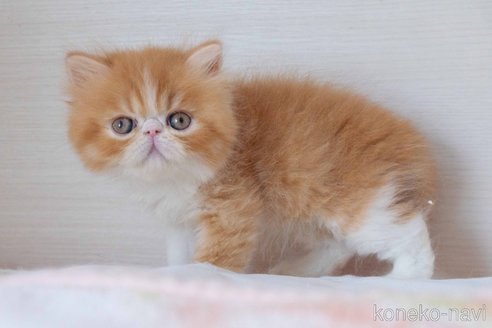 成約済の東京都のエキゾチックロングヘア-90836の8枚目