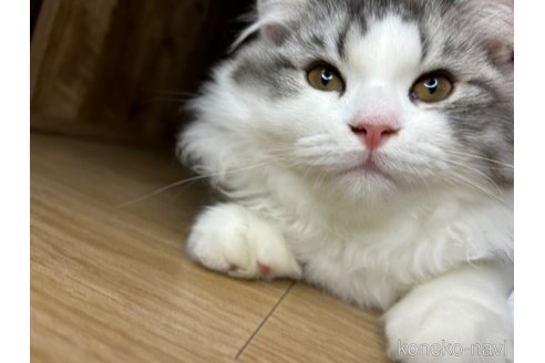 成約済の宮城県のスコティッシュフォールド-82618の6枚目