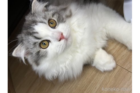 成約済の宮城県のスコティッシュフォールド-82618の5枚目