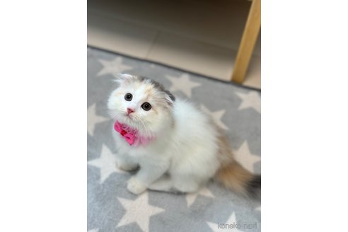 成約済の福岡県のスコティッシュフォールド-91366の2枚目