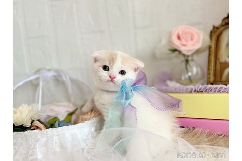 成約済の北海道のスコティッシュフォールド(折れ耳)-90004の4枚目
