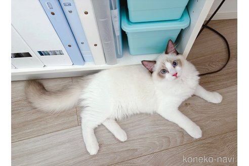 成約済の兵庫県のラグドール-88320の4枚目