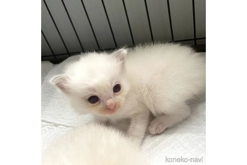 販売中の北海道のラグドール-91429の7枚目