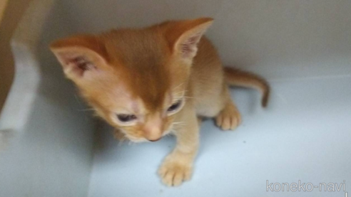 成約済の愛知県のアビシニアン-91430の3枚目