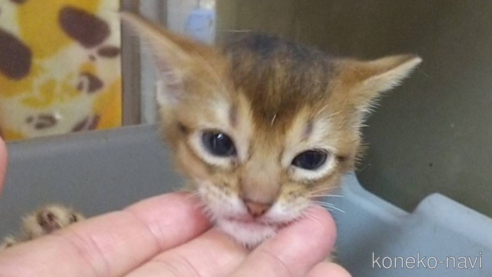 成約済の愛知県のアビシニアン-91432の9枚目