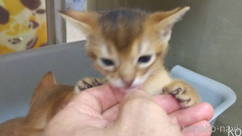 成約済の愛知県のアビシニアン-91432の8枚目