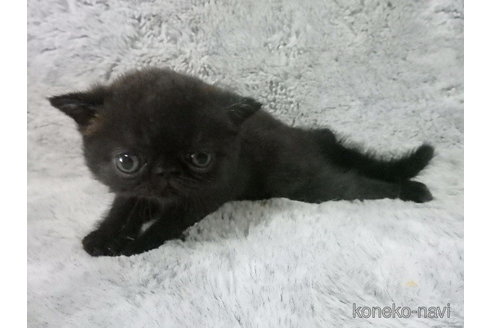 成約済の神奈川県のエキゾチックショートヘア-91442の8枚目