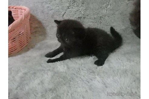成約済の神奈川県のエキゾチックショートヘア-91445の12枚目
