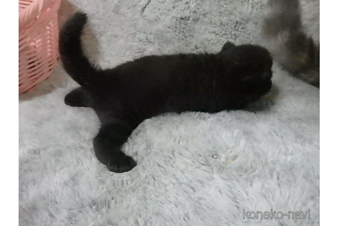 成約済の神奈川県のエキゾチックショートヘア-91445の11枚目