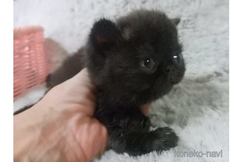 成約済の神奈川県のエキゾチックショートヘア-91445の8枚目
