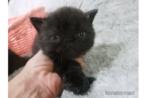 成約済の神奈川県のエキゾチックショートヘア-91445の7枚目