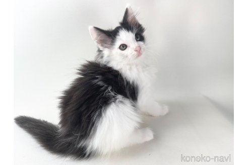 成約済の福岡県のノルウェージャンフォレストキャット-91457の5枚目