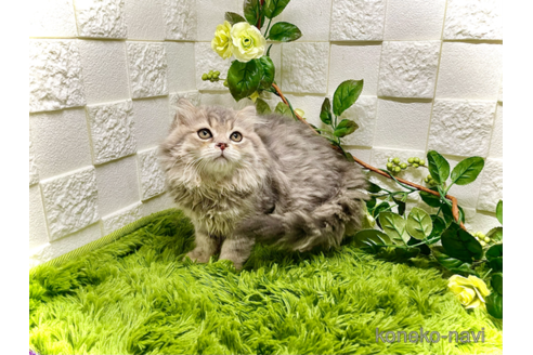 成約済の埼玉県のスコティッシュフォールド(折れ耳)-91462の2枚目