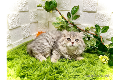 成約済の埼玉県のスコティッシュフォールド(折れ耳)-91462の3枚目