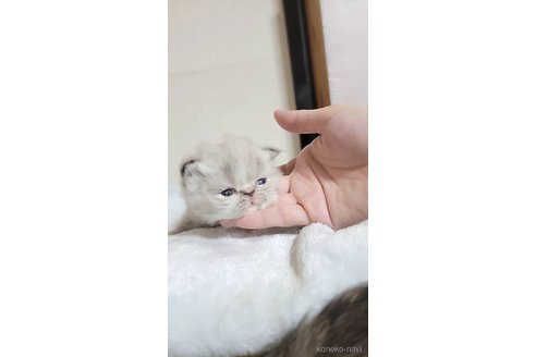 成約済の長野県のエキゾチックショートヘア-91465の3枚目
