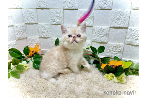 成約済の埼玉県のエキゾチックショートヘア-91464の2枚目