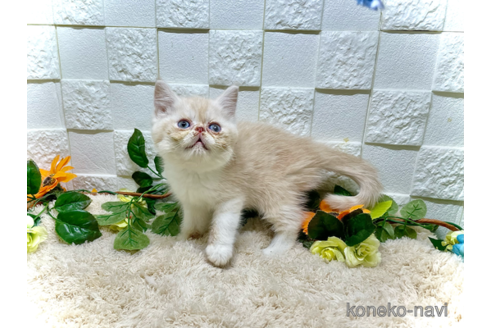 成約済の埼玉県のエキゾチックショートヘア-91464の3枚目