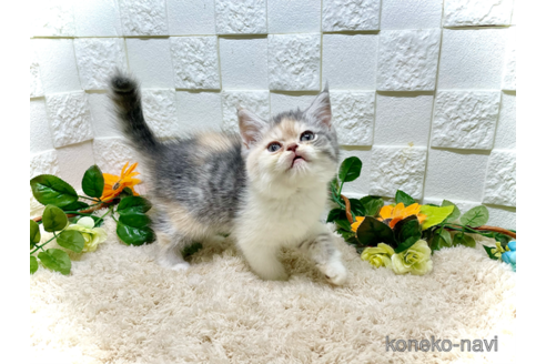 成約済の埼玉県のエキゾチックショートヘア-91466の2枚目
