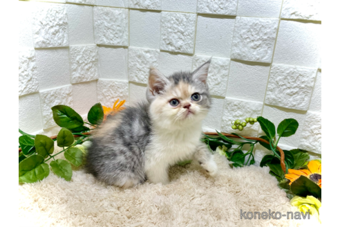 成約済の埼玉県のエキゾチックショートヘア-91466の3枚目
