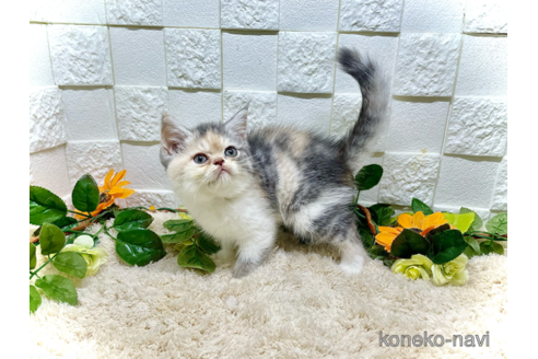 成約済の埼玉県のエキゾチックショートヘア-91466の4枚目