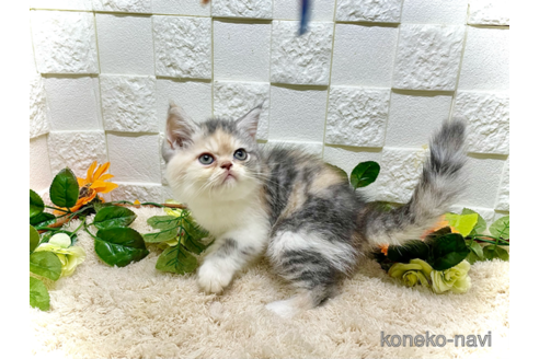 成約済の埼玉県のエキゾチックショートヘア-91466の5枚目